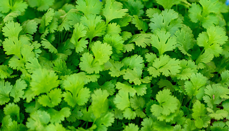 Coriander