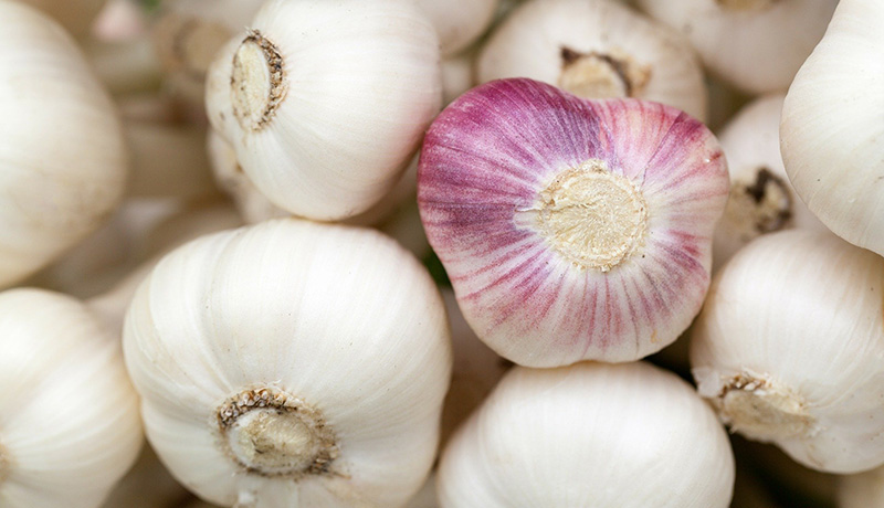 Garlic