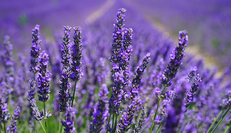 lavender